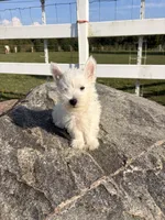 AKC Star ChampionBloodlines💕, a female West Highland White Terrier for sale in Connersville, IN – 8 of 8