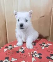 AKC MickeyChampionBloodlines❤️, a male West Highland White Terrier for sale in Connersville, IN – 4 of 10