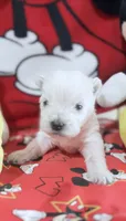 AKC Mickey Champion bloodlines, a male West Highland White Terrier for sale in Connersville, IN – 9 of 10