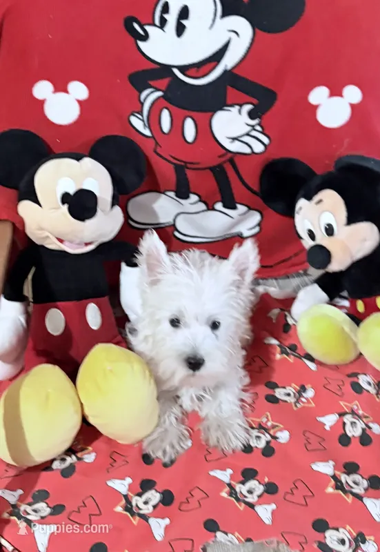 AKC MickeyChampionBloodlines❤️ – West Highland White Terrier puppy for sale in Connersville, IN