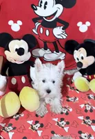 AKC MickeyChampionBloodlines❤️, a male West Highland White Terrier for sale in Connersville, IN – 1 of 10