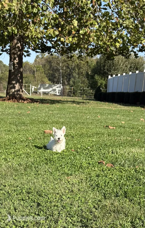 AKC Mickey Champion Bloodlines♥️ – West Highland White Terrier puppy for sale in Connersville, IN