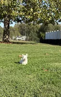 AKC Mickey Champion Bloodlines♥️, a male West Highland White Terrier for sale in Connersville, IN – 1 of 8