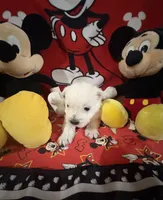 AKC Mickey ChampionBloodlines❤️, a male West Highland White Terrier for sale in Connersville, IN – 3 of 7