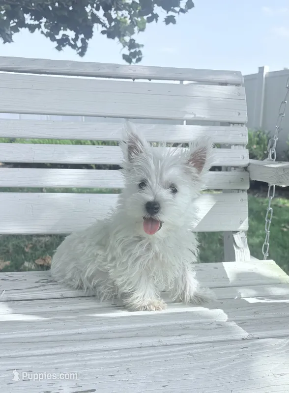 AKC Star ChampionBloodlines💕 – West Highland White Terrier puppy for sale in Connersville, IN