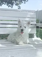 AKC Star ChampionBloodlines💕, a female West Highland White Terrier for sale in Connersville, IN – 5 of 8