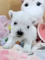 AkcWestie EstesChampionBloodline, a female West Highland White Terrier for sale in Connersville, IN – 6 of 10