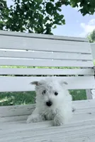 AKC Star ChampionBloodlines💕, a female West Highland White Terrier for sale in Connersville, IN – 4 of 9