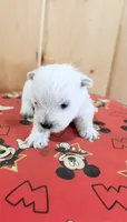 AKC Mickey Champion bloodlines, a male West Highland White Terrier for sale in Connersville, IN – 10 of 10