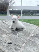 AKC MickeyChampionBloodlines❤️, a male West Highland White Terrier for sale in Connersville, IN – 6 of 10