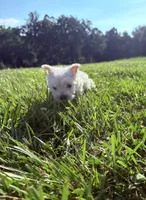 Akc Skye Champion Bloodlines💕, a female West Highland White Terrier for sale in Connersville, IN – 2 of 10