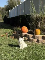 AKC Mickey Champion Bloodlines♥️, a male West Highland White Terrier for sale in Connersville, IN – 2 of 8
