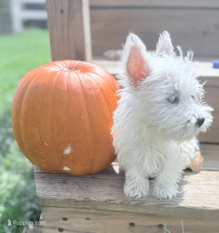 AKC MickeyChampionBloodlines❤️ – West Highland White Terrier puppy for sale in Connersville, IN