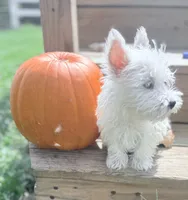 AKC MickeyChampionBloodlines❤️, a male West Highland White Terrier for sale in Connersville, IN – 9 of 10