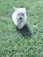 AKC Star ChampionBloodlines💕, a female West Highland White Terrier for sale in Connersville, IN – 5 of 9