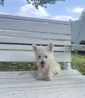 AKC MickeyChampionBloodlines❤️, a male West Highland White Terrier for sale in Connersville, IN – 10 of 10