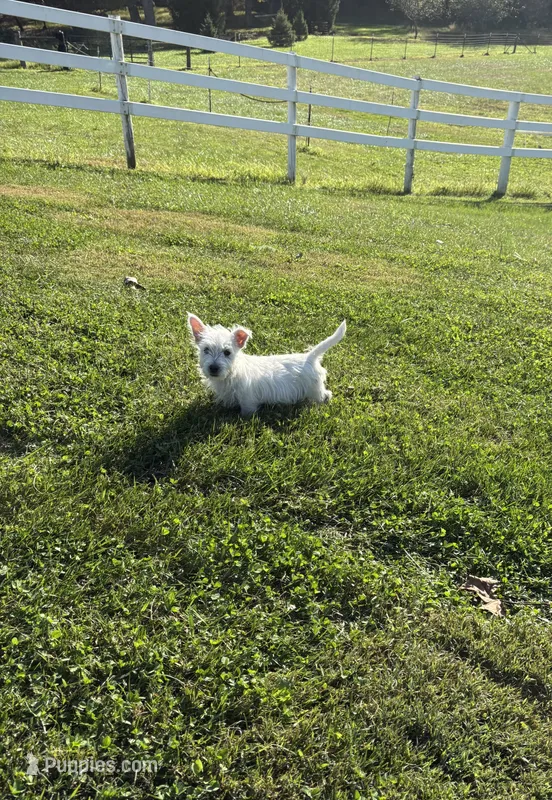 AKC Bently Champion Bloodlines♥️ – West Highland White Terrier puppy for sale in Connersville, IN