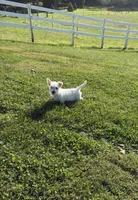 AKC Bently Champion Bloodlines♥️, a male West Highland White Terrier for sale in Connersville, IN – 1 of 10