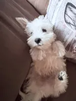 AKC MickeyChampionBloodlines❤️, a male West Highland White Terrier for sale in Connersville, IN – 2 of 10