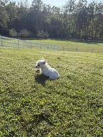 AKC Bently Champion Bloodlines♥️, a male West Highland White Terrier for sale in Connersville, IN – 2 of 10