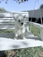 AKC Star Champion Bloodlines💕, a female West Highland White Terrier for sale in Connersville, IN – 8 of 10