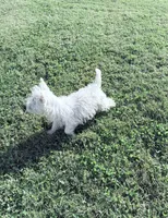AKC Star Champion Bloodlines💕, a female West Highland White Terrier for sale in Connersville, IN – 6 of 10