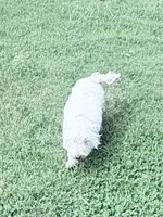 AKC Sugar, a female West Highland White Terrier for sale in Connersville, IN – 2 of 6