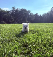 Akc Skye Champion Bloodlines💕, a female West Highland White Terrier for sale in Connersville, IN – 6 of 10
