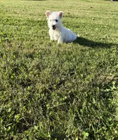 AKC Bently Champion Bloodlines♥️, a male West Highland White Terrier for sale in Connersville, IN – 8 of 10