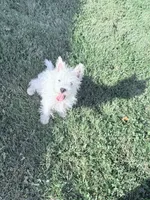 AKC Star Champion Bloodlines💕, a female West Highland White Terrier for sale in Connersville, IN – 4 of 10
