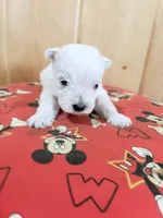 AKC Mickey Champion bloodlines, a male West Highland White Terrier for sale in Connersville, IN – 6 of 10