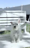 AKC Mickey Champion Bloodlines♥️, a male West Highland White Terrier for sale in Connersville, IN – 6 of 8