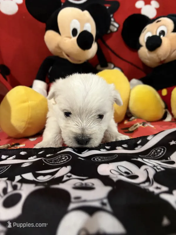 AKC Mickey ChampionBloodlines❤️ – West Highland White Terrier puppy for sale in Connersville, IN