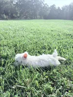 Akc Skye Champion Bloodlines💕, a female West Highland White Terrier for sale in Connersville, IN – 5 of 10