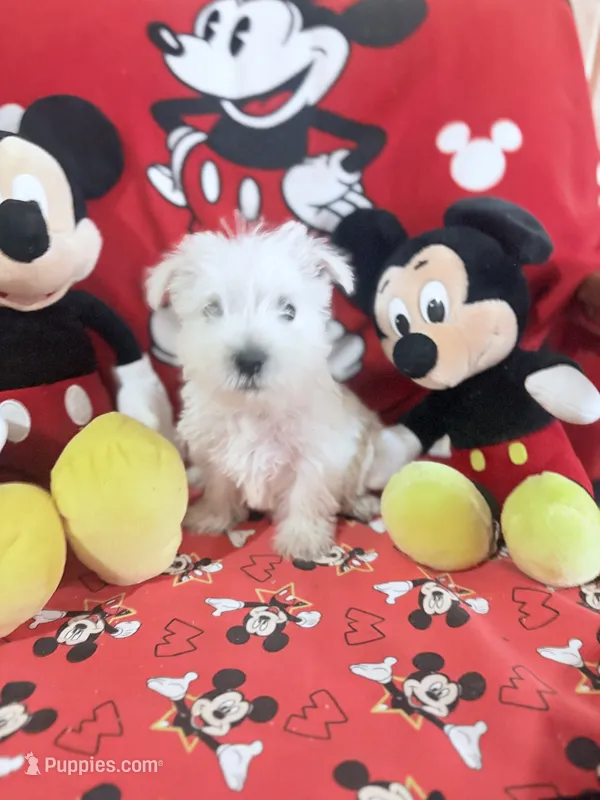AKC MickeyChampionBloodlines❤️ – West Highland White Terrier puppy for sale in Connersville, IN