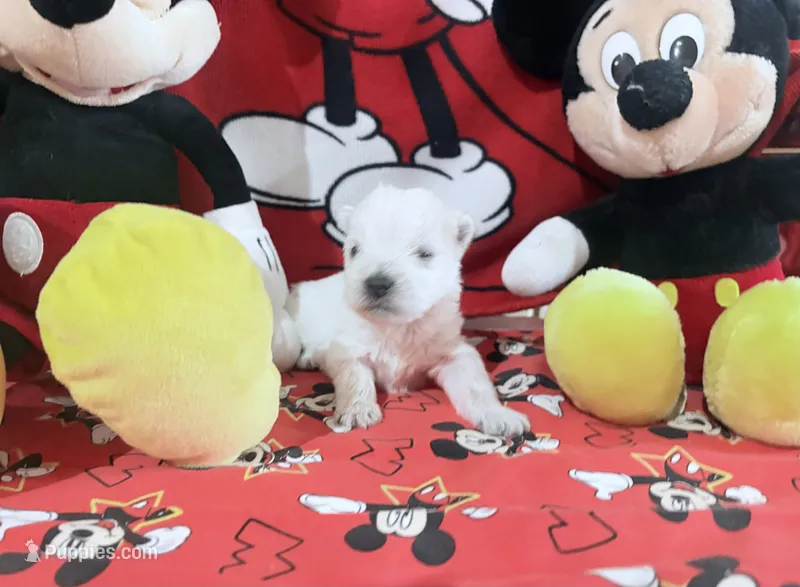 AKC Mickey Champion bloodlines – West Highland White Terrier puppy for sale in Connersville, IN