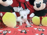 AKC Mickey Champion bloodlines, a male West Highland White Terrier for sale in Connersville, IN – 1 of 10