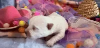 AkcWestie EstesChampionBld, a female West Highland White Terrier for sale in Connersville, IN – 6 of 7