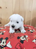 AKC Mickey ChampionBloodlines❤️, a male West Highland White Terrier for sale in Connersville, IN – 4 of 7