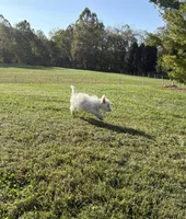 AKC Star Champion Bloodlines💕, a female West Highland White Terrier for sale in Connersville, IN – 9 of 10