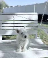 AKC Mickey Champion Bloodlines♥️, a male West Highland White Terrier for sale in Connersville, IN – 7 of 8