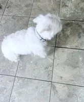 AKC Sugar, a female West Highland White Terrier for sale in Connersville, IN – 5 of 6