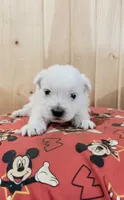 AKC Mickey ChampionBloodlines❤️, a male West Highland White Terrier for sale in Connersville, IN – 5 of 7
