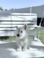 AKC Mickey Champion Bloodlines♥️, a male West Highland White Terrier for sale in Connersville, IN – 5 of 8