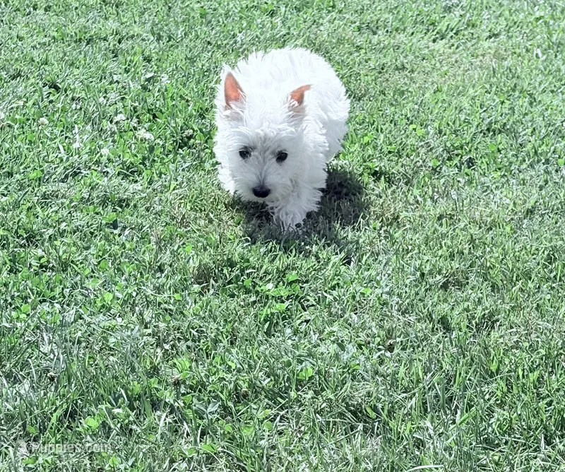AKC Star ChampionBloodlines💕 – West Highland White Terrier puppy for sale in Connersville, IN
