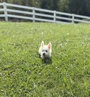 AKC MickeyChampionBloodlines❤️, a male West Highland White Terrier for sale in Connersville, IN – 4 of 10