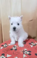AKC MickeyChampionBloodlines❤️, a male West Highland White Terrier for sale in Connersville, IN – 3 of 10