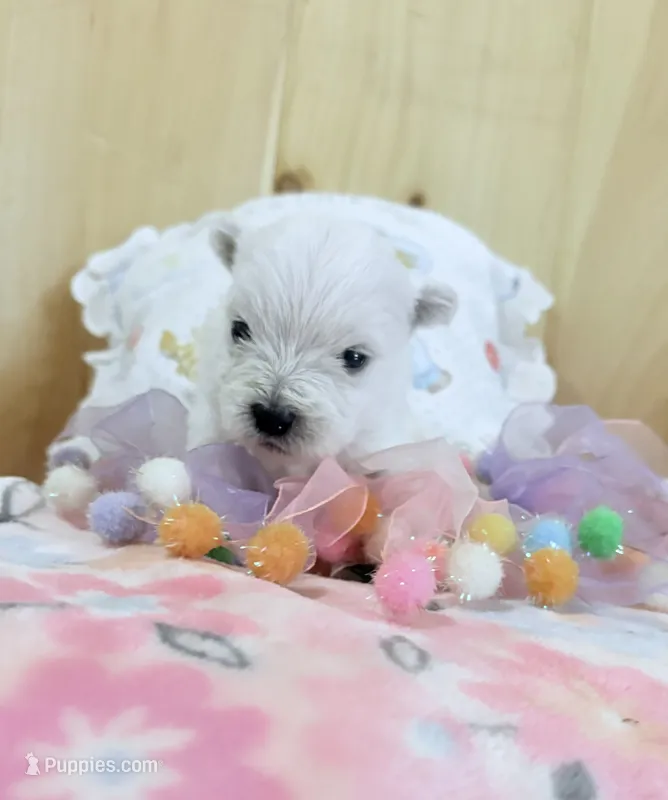 AkcWestie EstesChampionBloodline – West Highland White Terrier puppy for sale in Connersville, IN