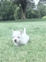 AKC MickeyChampionBloodlines❤️, a male West Highland White Terrier for sale in Connersville, IN – 8 of 10