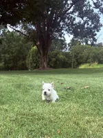 AKC MickeyChampionBloodlines❤️, a male West Highland White Terrier for sale in Connersville, IN – 7 of 10